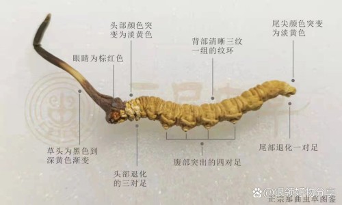 曹清华治疗腰椎胶囊作用与功效-曹清华治疗腰椎盘突出、曹清华止痛胶囊对腰间盘有效吗 -曹清华对腰痛有效果吗网
