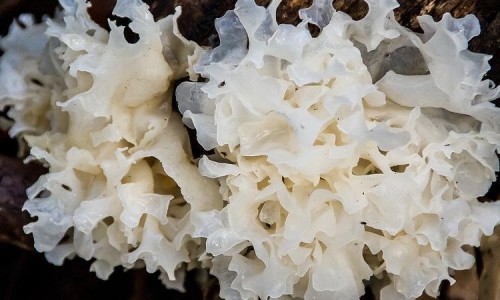 曹清华治疗腰椎盘突出-曹清华治疗腰椎盘突出、曹清华止痛胶囊对腰间盘有效吗 -曹清华对腰痛有效果吗网